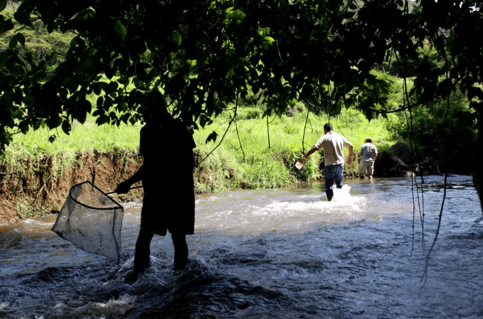 Monitoreo de agua Este año cumplimos 20 años de labor ininterrumpida por la regeneración y conservación de la cuenca Valle de Bravo-Amanalco, en este periodo d hemos logrado monitorear la calidad de agua de 34 puntos estratégicos de la cuenca.